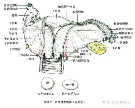 女性私密處構造|女性生殖系統